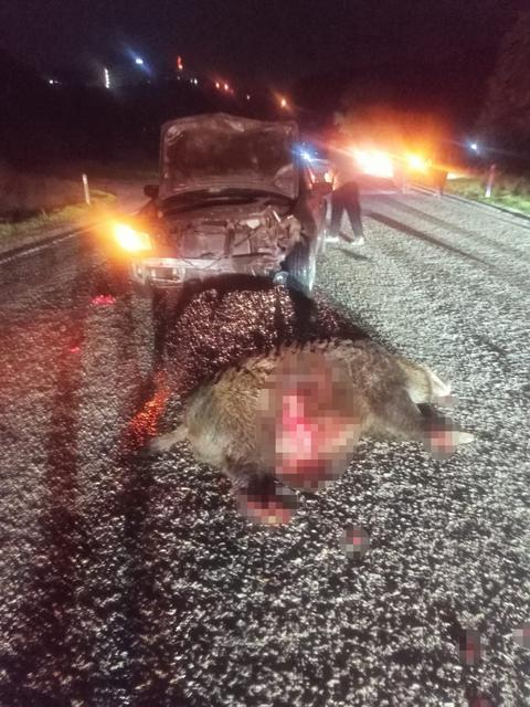 Domuza çarpan otomobil hurdaya döndü