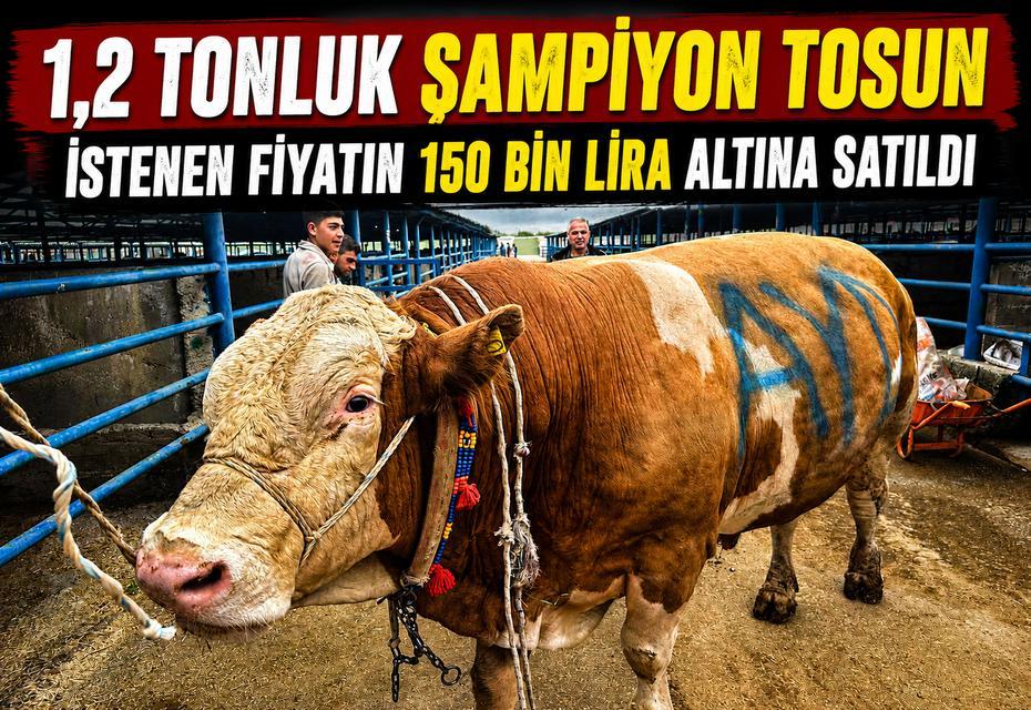 1,2 tonluk şampiyon tosun istenen fiyatın 150 bin lira altına satıldı