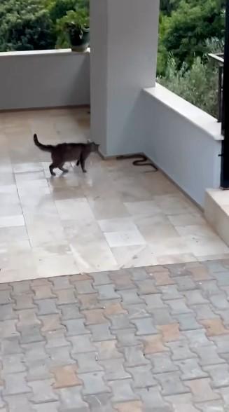 ALANYA'DA YILANA KAFA TUTAN KEDİ KEDİ İLE YILANIN APARTMAN GİRİŞİNDEKİ İLGİNÇ MÜCADELESİ