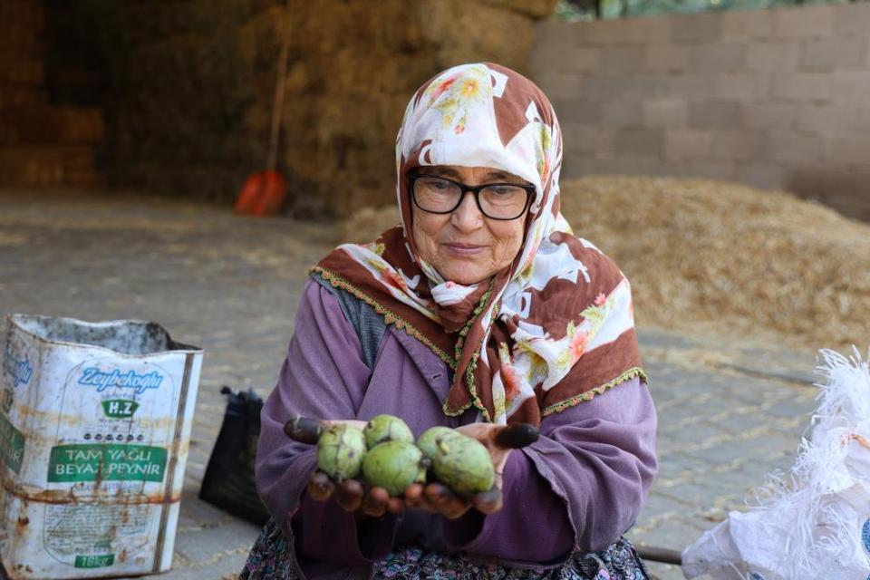 Aydın'da hasadı yapılan cevizler satışa hazırlanıyor