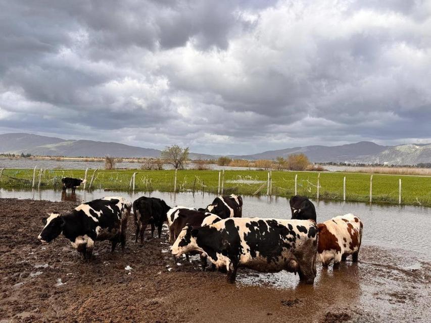 Aşırı yağışlar sonrası Söke’de hayvanlar güvenli bölgelere alındı