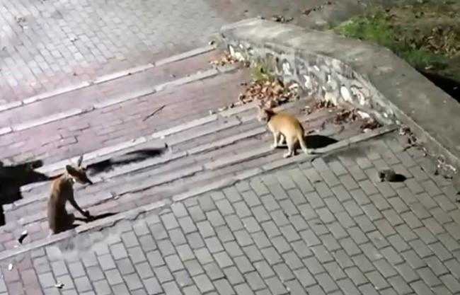 Tilki, kedi ve kirpi buluşması kamerada