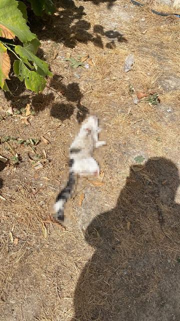 ESNAFIN BESLEDİĞİ KEDİ BACAKLARI KESİLMİŞ HALDE BULUNDU
