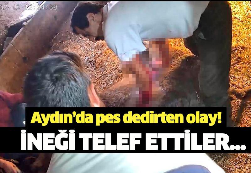 Ekmek bıçağı ile ameliyat edilip sezaryen yapılan inek telef oldu