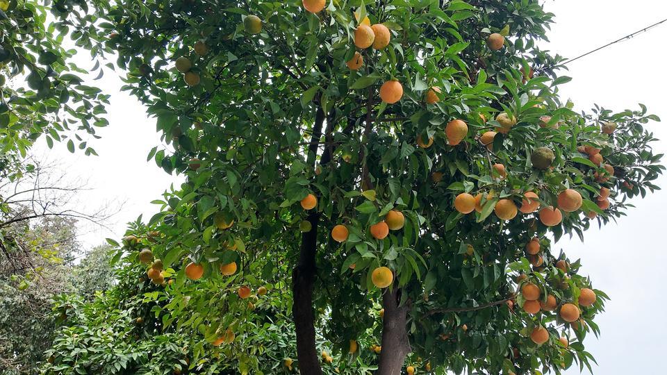 Aydın'da milli servet çöpe gidiyor