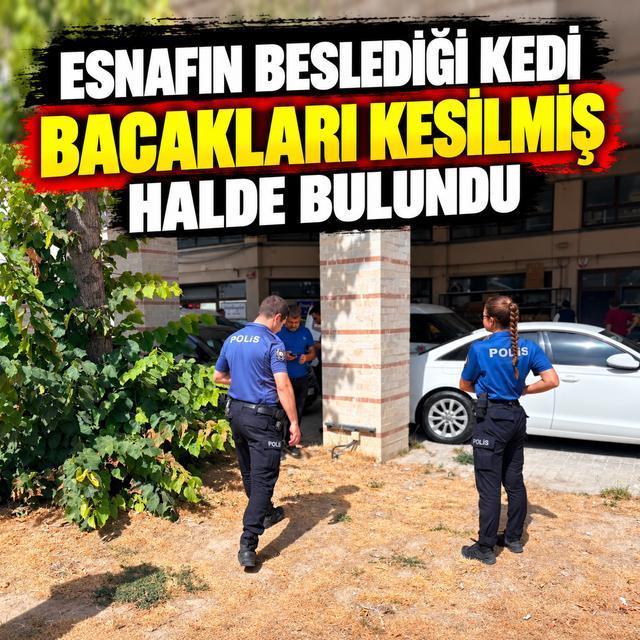 Esnafın beslediği kedi bacakları kesilmiş halde bulundu