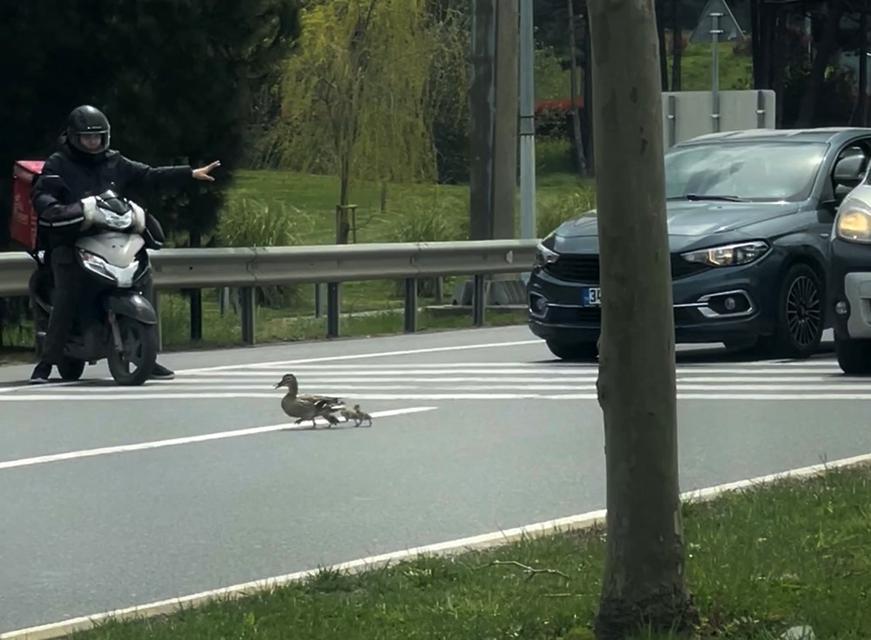 Ördeklerin güvenli geçişi için trafik durduruldu