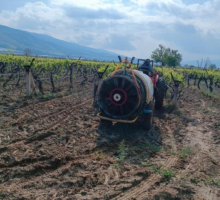Yağmur sonrası bağlarda ilaçlama çalışması başladı