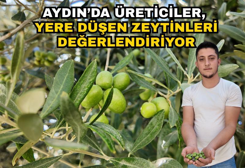 Aydın’da üreticiler, yere düşen zeytinleri değerlendiriyor