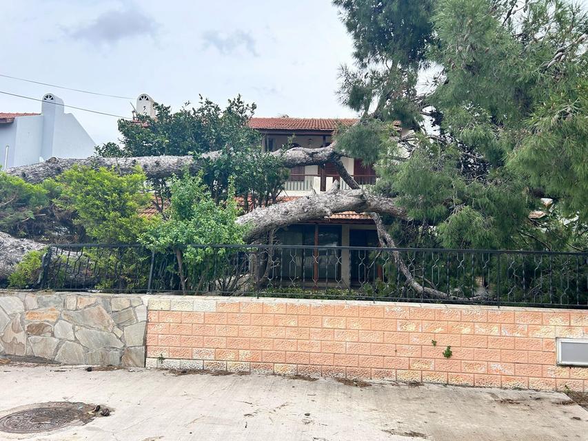 İZMİR ÇEŞME'DE DEV AĞAÇ EVİN BAHÇESİNE DEVRİLDİ