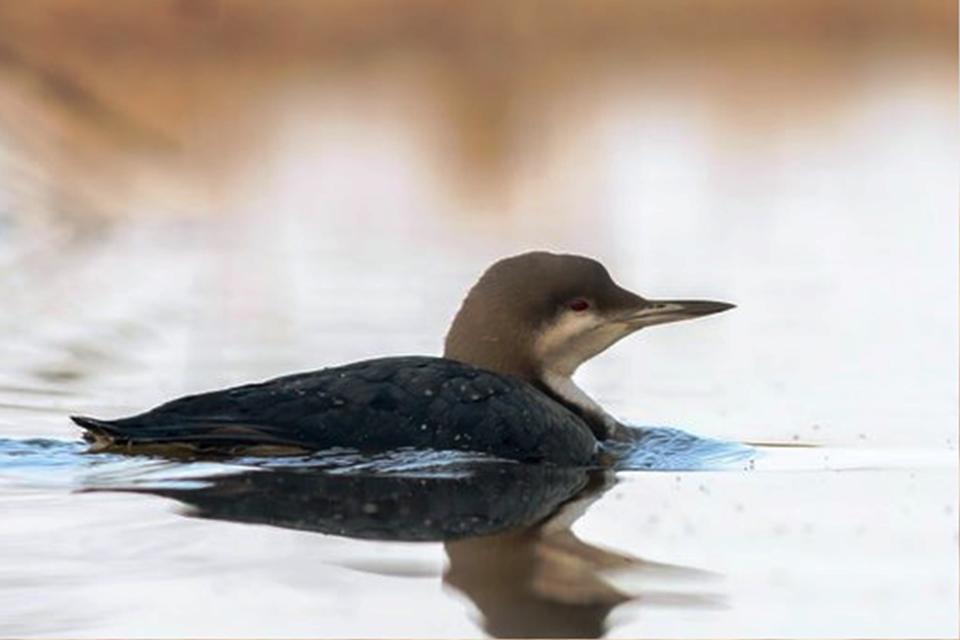 SAVCININ OBJEKTİFİNDEN YABAN HAYATI SAVCININ ÇEKTİĞİ HAYVANLAR ALEMİ VİDEOLARI BELGESELLERİ ARATMIYOR