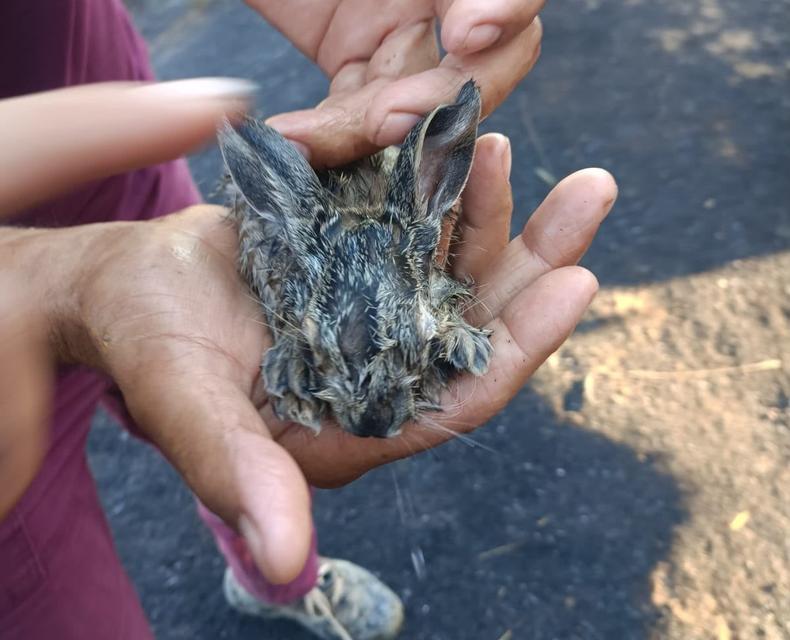 Orman yangınında alevlerin arasında kalan 3 yavru tavşan kurtarıldı