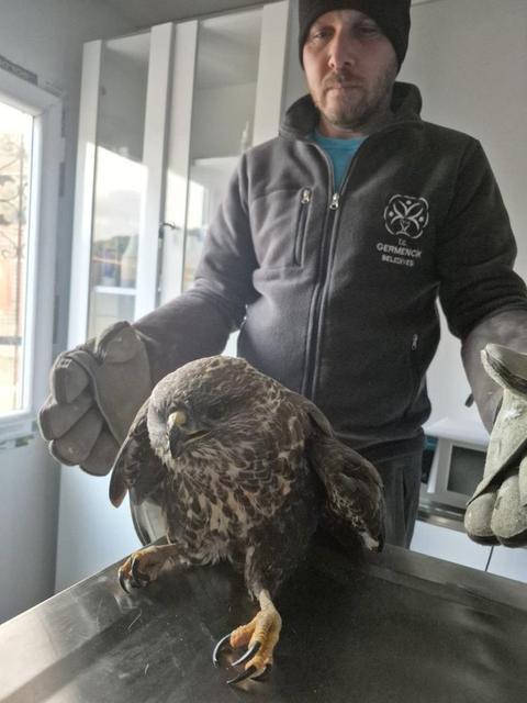 Germencik Belediyesi yaralı şahini tedavi etti