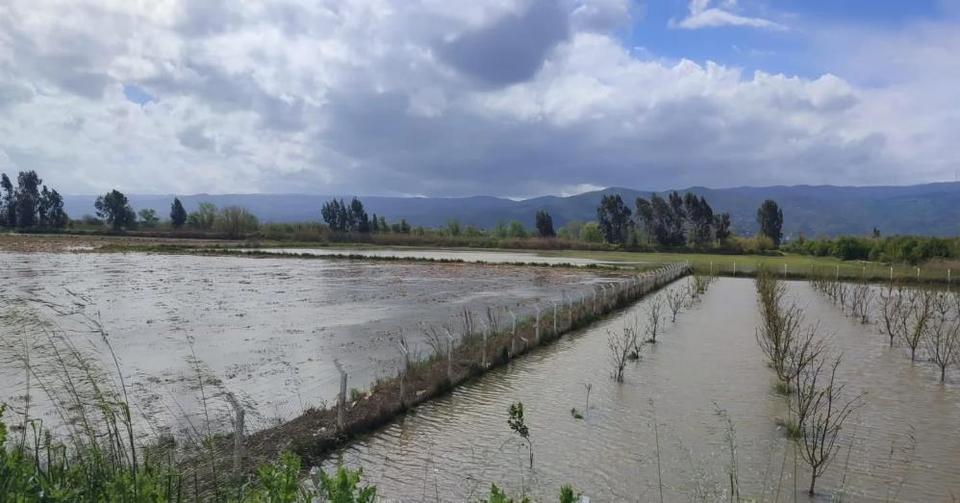 Aydın'da sular altında kalan arazilerde kesin zarar tespiti yapıldı