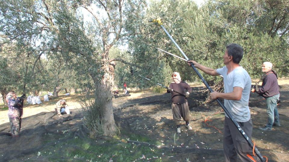 Makineli hasat zeytinde verimi artırıyor