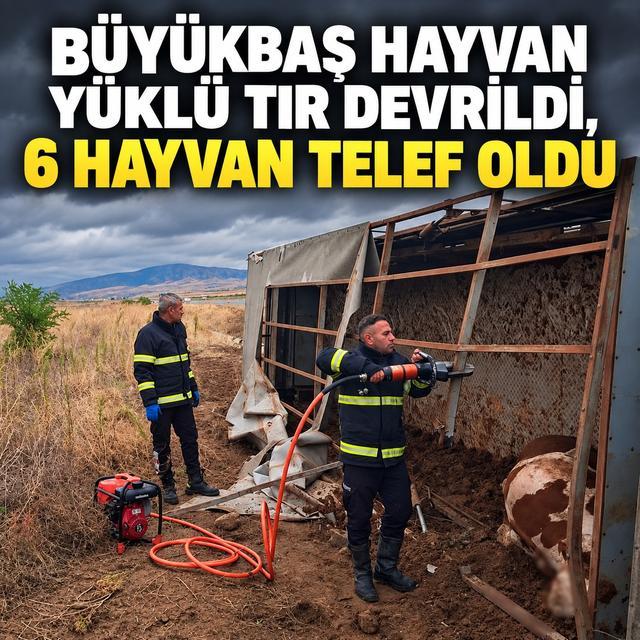 Büyükbaş hayvan yüklü tır devrildi, 6 hayvan telef oldu