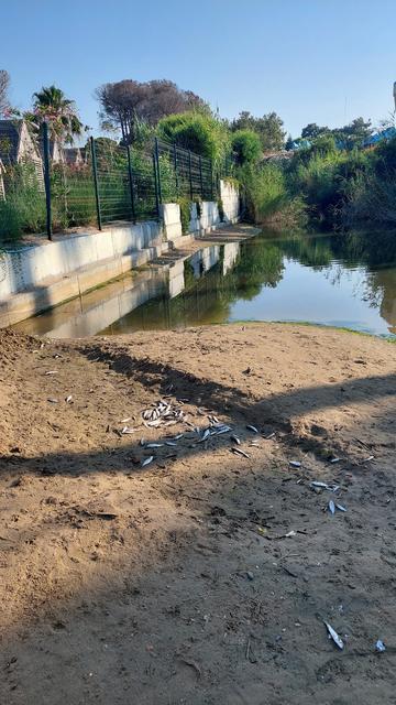 MANAVGAT'TA BALIK ÖLÜMLERİ ALARM VERDİ, KİMYASAL KİRLİLİK İNCELENİYOR