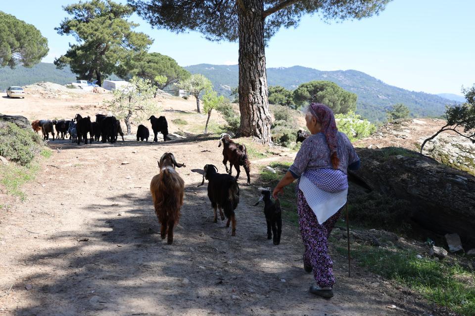 BEŞPARMAK DAĞLARI'NDA ÇOBANLIĞI TERK ETMEYEN SADECE RUKİYE BACI KALDI BÖLGENİN EN GENÇ ÇOBANI 60 YAŞINA MERDİVEN DAYADI
