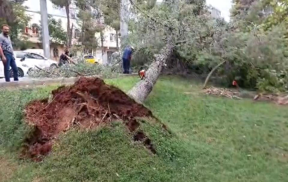 GAZİANTEP'TE ŞİDDETLİ RÜZGAR ÇATILARI UÇURDU, AĞAÇLARI KÖKÜNDEN SÖKTÜ