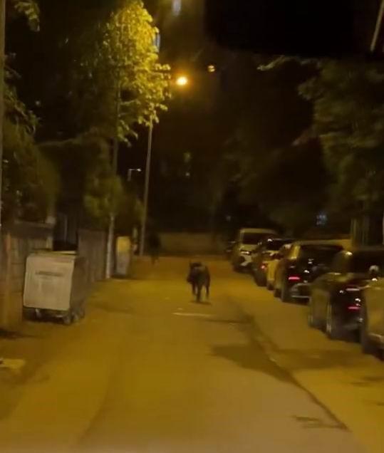 Domuzun çarptığı yaya yaralandı