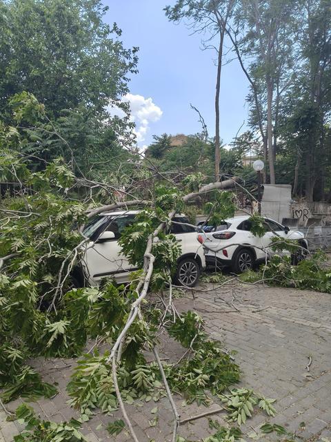Aydın'da rüzgarda devrilen ağaç 3 otomobilde hasara yol açtı