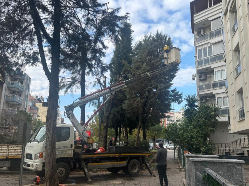 Efeler'de budama çalışmaları sürüyor, riskler azaltılıyor