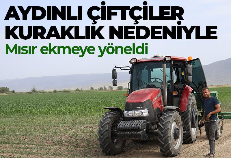 Aydınlı çiftçiler kuraklık nedeniyle mısıra yöneldi