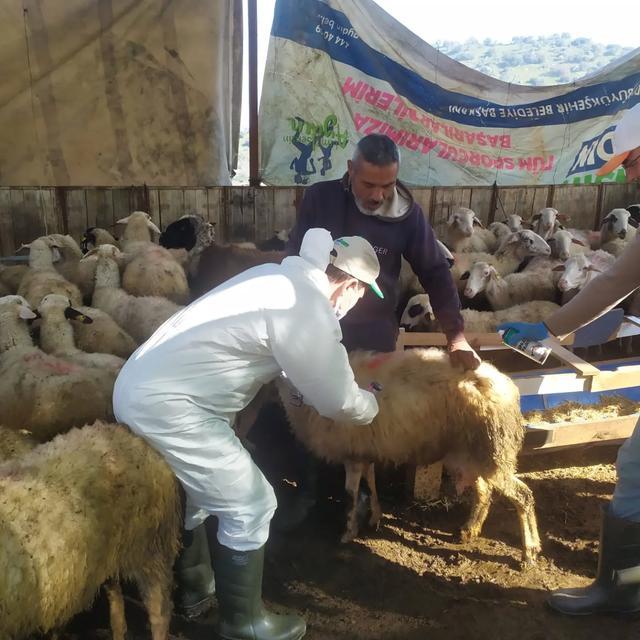 Aydın'da küçükbaş hayvanlarda hastalıklarla mücadele aralıksız sürüyor
