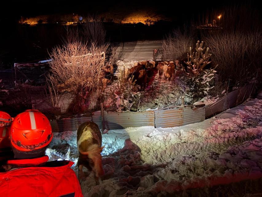 REFAHİYE'DE HAYVAN YÜKLÜ TIR KAZASI: 45 BÜYÜKBAŞ KURTARILDI