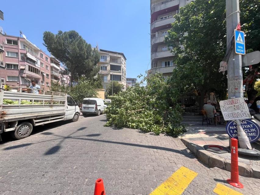 Aydın'da devrilen ağaç iki araca zarar verdi