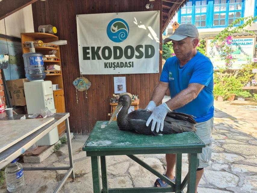 Nadir görülen karaleylek Sazlı’da yaralı halde bulundu