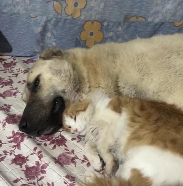 Kedi ile Kangal köpeklerinin dostluğu görenleri şaşırtıyor