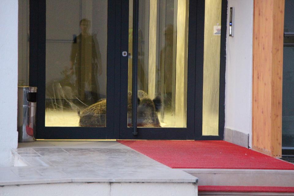 Binaya giren yaban domuzu polis operasyonuyla etkisiz hale getirildi