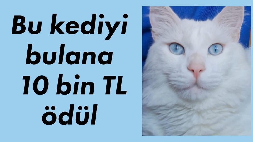 Bu kediyi bulana 10 bin TL ödül