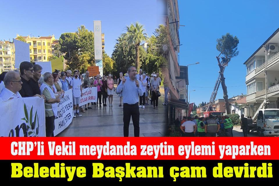 CHP’li Vekil meydanda zeytin eylemi yaparken Belediye Başkanı çam devirdi
