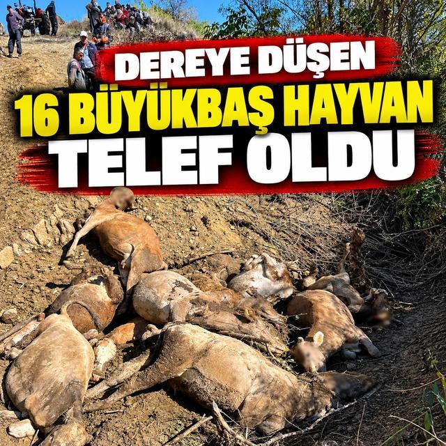 Dereye düşen 16 büyükbaş hayvan telef oldu