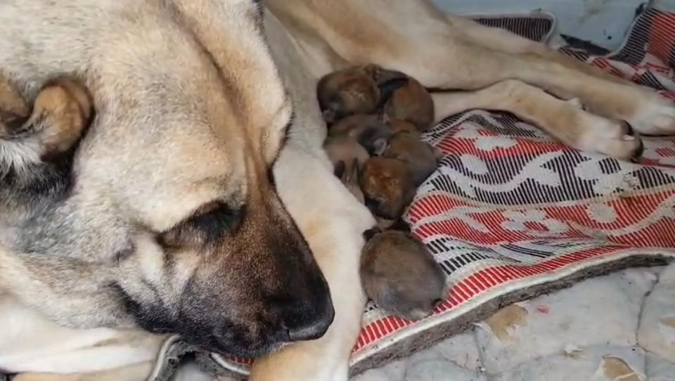ANNELİK İÇGÜDÜSÜ SINIR TANIMADI: KANGAL KÖPEĞİ ŞİMDİ DE TAVŞANLARA BAKIYOR
