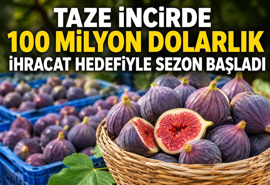 Taze incirde 100 milyon dolarlık ihracat hedefiyle sezon başladı