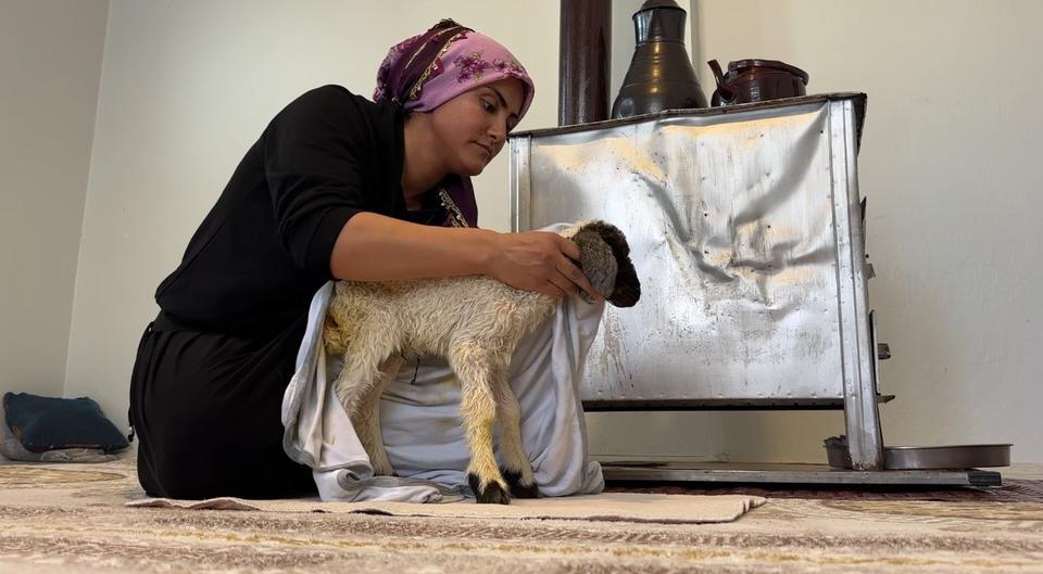 ANNESİZ KALAN KUZU AİLENİN 'UMUT'U OLDU ANNESİZ KUZUYU EV ORTAMINDA BEBEK ŞAMPUANIYLA YIKAYIP BİBERONLA BESLİYORLAR