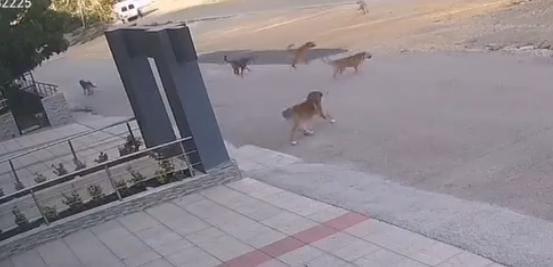 Köpek saldırısından son anda kurtuldular