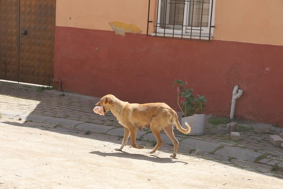 KASABI UYUTAN ANNE KÖPEK GÖZÜNÜ KIRPMADAN ETİ ALIP GİTTİ