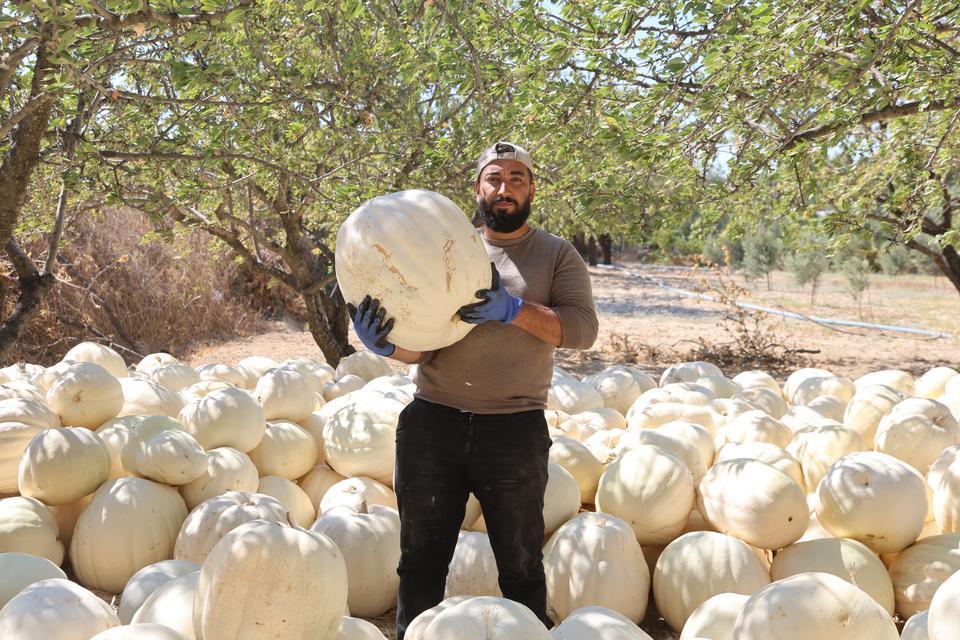 Tescilli beyaz kabakta hasat başladı