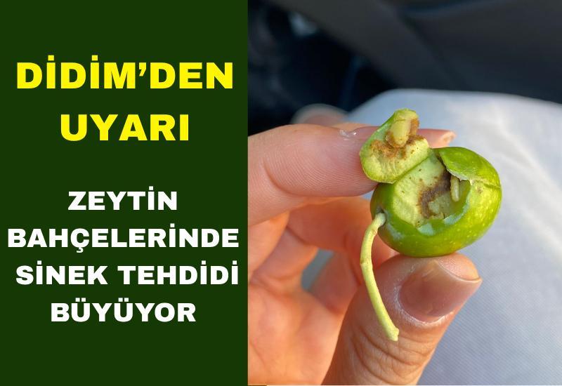 Zeytin bahçelerinde sinek tehdidi büyüyor
