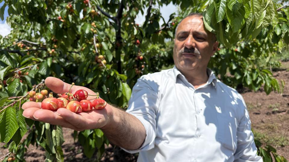 Aşırı yağışlar erkenci kirazı vurdu