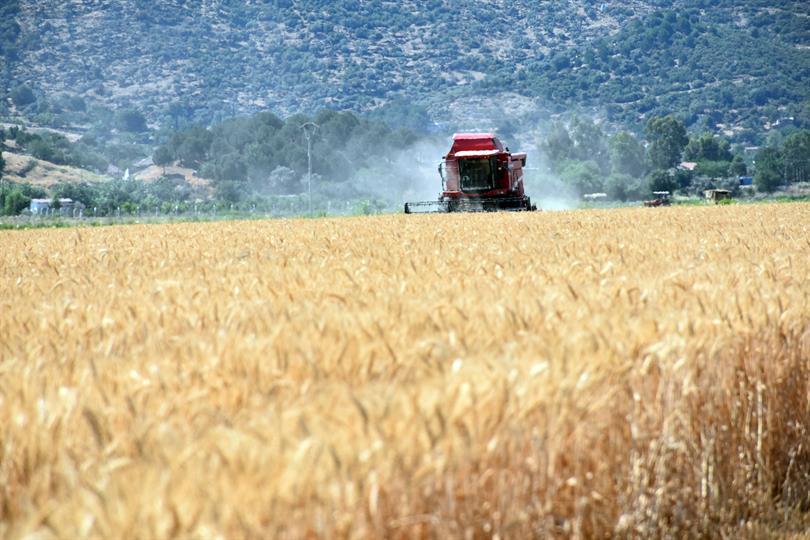 Buğday fiyatları açıklandı, üretici memnun