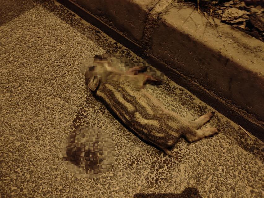 DOMUZ SÜRÜSÜNE ÇARPAN MOTOSİKLET SÜRÜCÜSÜ AĞIR YARALANDI