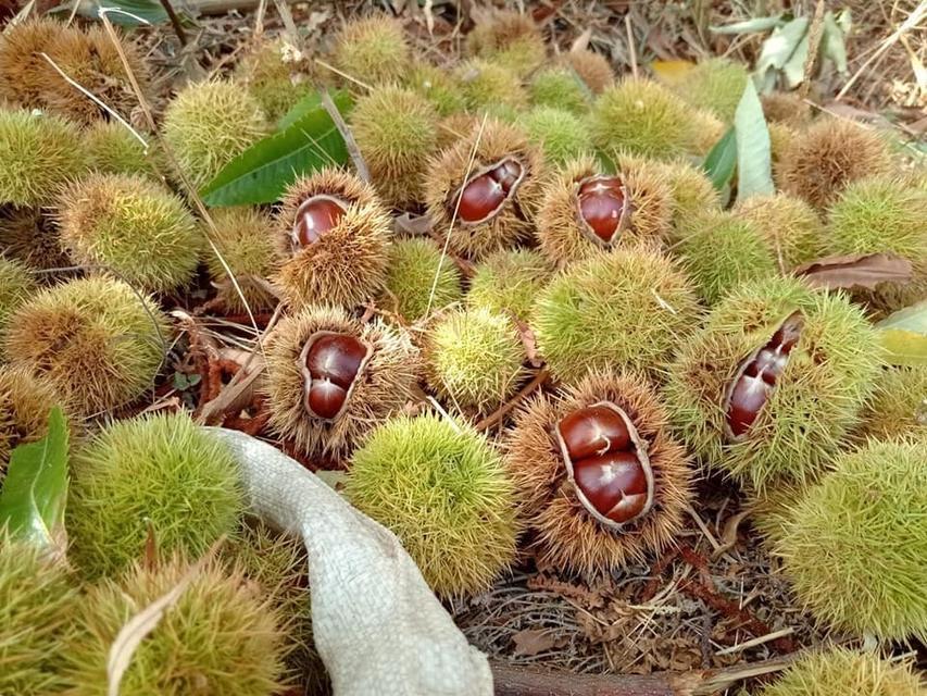 Aydın, 24 bin 315 ton kestane üretimiyle Türkiye’de zirvede