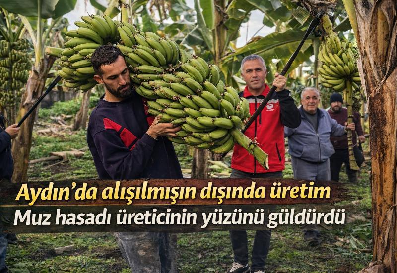 Aydın’da alışılmışın dışında üretim: Muz hasadı üreticinin yüzünü güldürdü