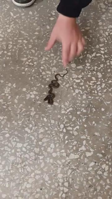 Okulda yılan paniği