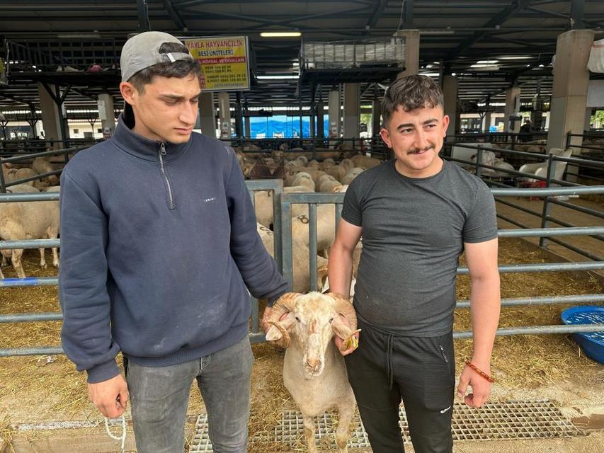 Gergedan boynuzlu koç görenleri şaşırtıyor